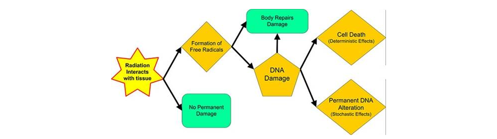 ALARA: The Gold Standard of Radiation Protection - Versant Physics Blog