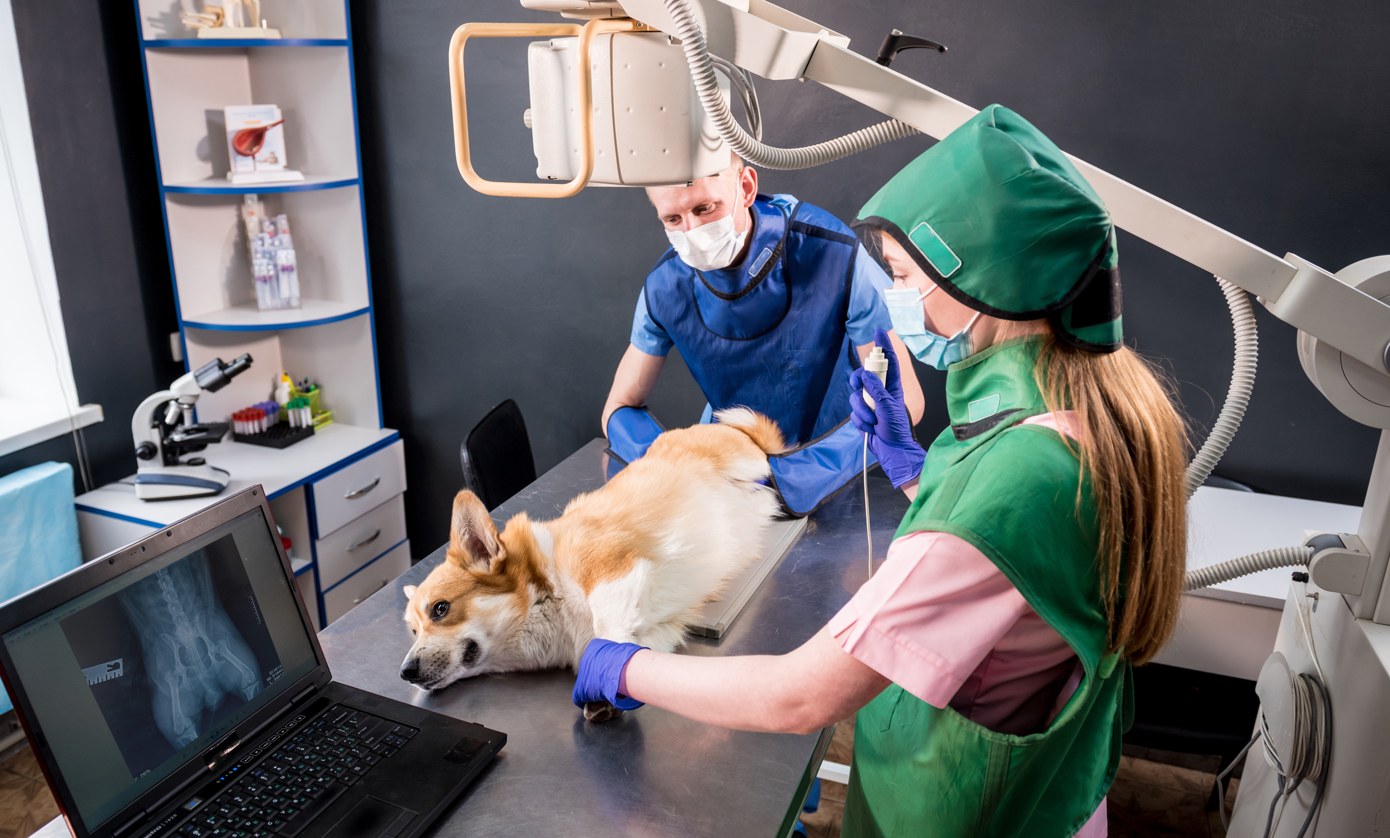 Vet team wearing shielding garments during exam